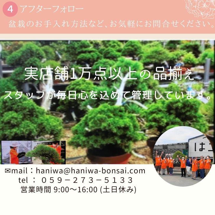 盆栽 一位 樹高 12cm いちい Taxus cuspidata イチイ “ジン 盆栽 一位 樹高 12cm いちい Taxus cuspidata イチイ “ジン