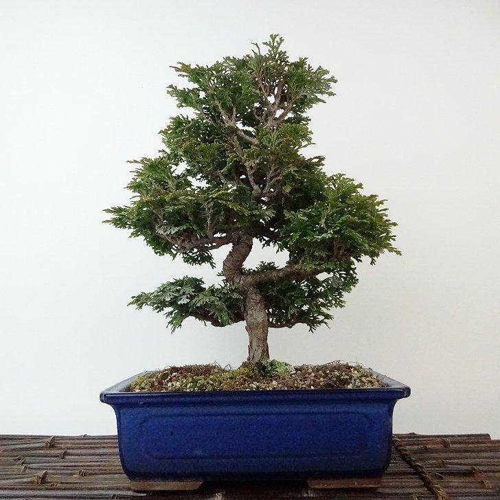 盆栽 桧 津山桧 樹高 約27cm つやまひのき Chamaecyparis obtusa