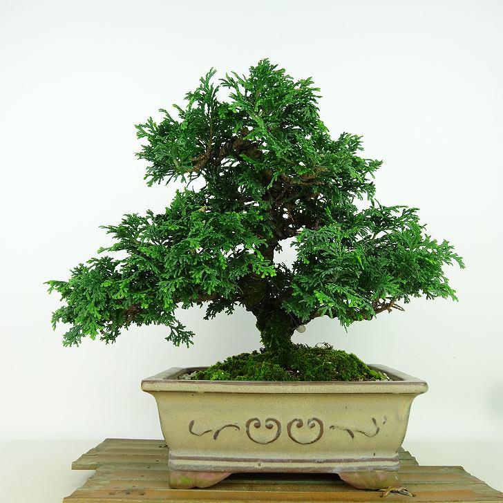 盆栽 桧 津山桧 樹高 約22cm つやまひのき Chamaecyparis obtusa