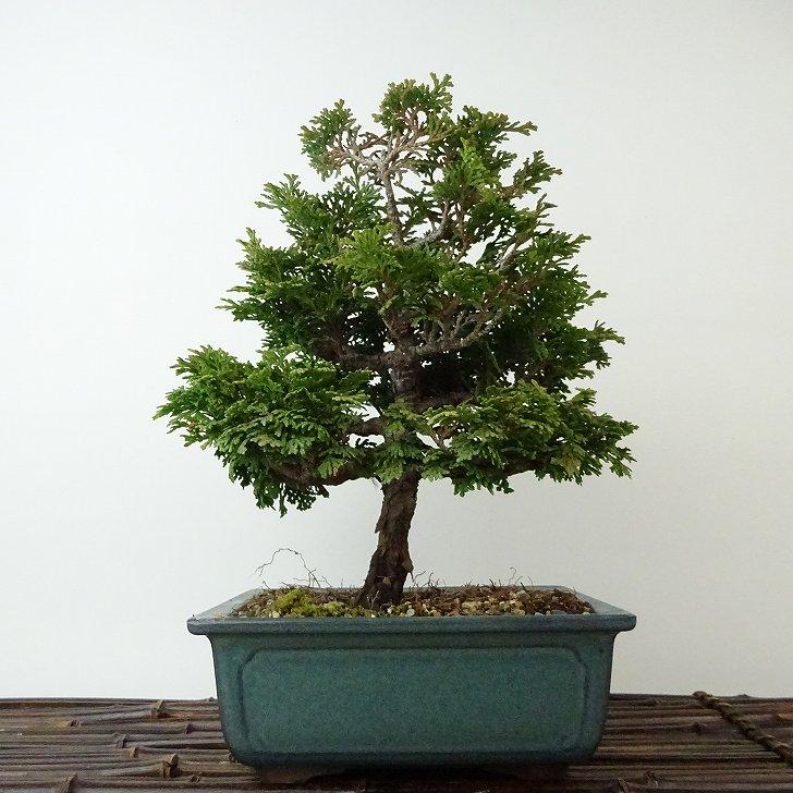 盆栽 桧 津山桧 樹高 約21cm つやまひのき Chamaecyparis obtusa
