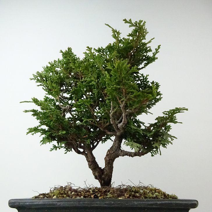 盆栽 桧 津山桧 樹高 約19cm つやまひのき Chamaecyparis obtusa ツヤマヒノキ ヒノキ科 常緑樹 観賞用 小品 現品_2