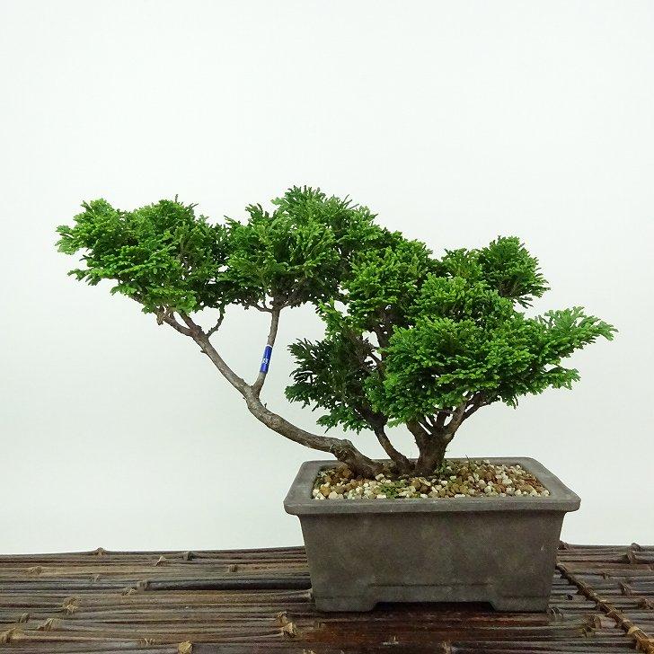 盆栽 桧 津山桧 樹高 約17cm つやまひのき Chamaecyparis obtusa
