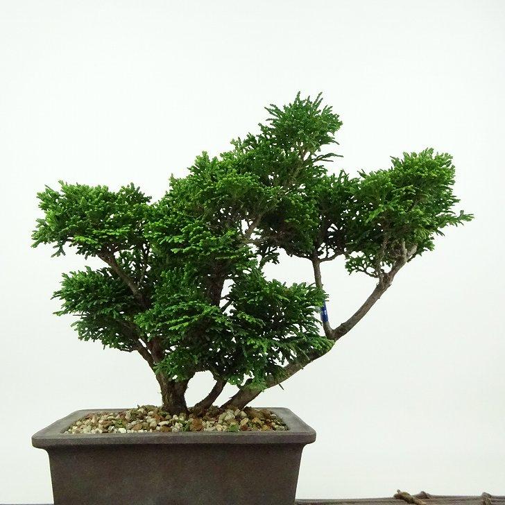 盆栽 桧 津山桧 樹高 約17cm つやまひのき Chamaecyparis obtusa