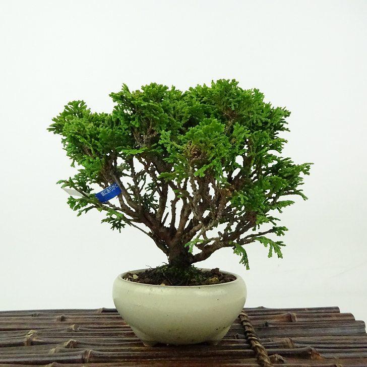 盆栽 桧 津山桧 樹高 約13cm つやまひのき Chamaecyparis obtusa