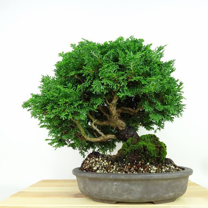盆栽 桧 津山桧 樹高 約27cm つやまひのき Chamaecyparis obtusa 盆栽 桧 津山桧 樹高 約27cm つやまひのき Chamaecyparis obtusa
