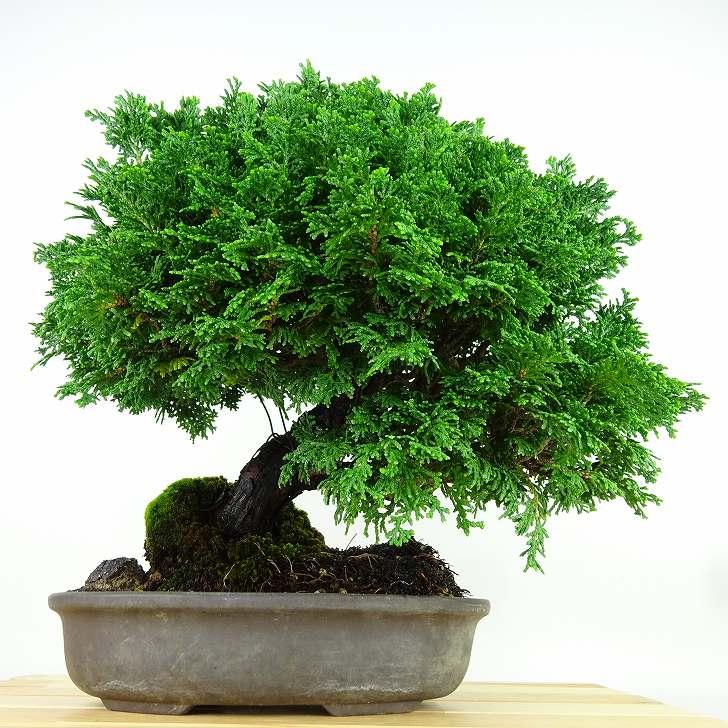 盆栽 桧 津山桧 樹高 約27cm つやまひのき Chamaecyparis obtusa 盆栽 桧 津山桧 樹高 約27cm つやまひのき Chamaecyparis obtusa