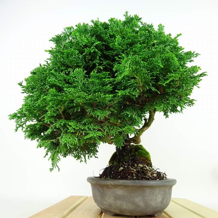盆栽 桧 津山桧 樹高 約27cm つやまひのき Chamaecyparis obtusa 盆栽 桧 津山桧 樹高 約27cm つやまひのき Chamaecyparis obtusa