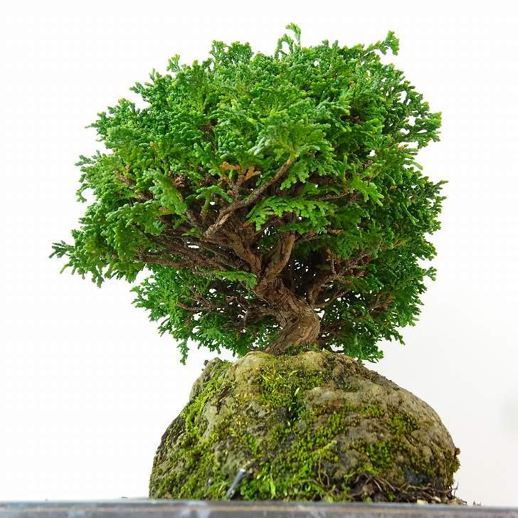 盆栽 桧 津山桧 樹高 約22cm つやまひのき Chamaecyparis obtusa