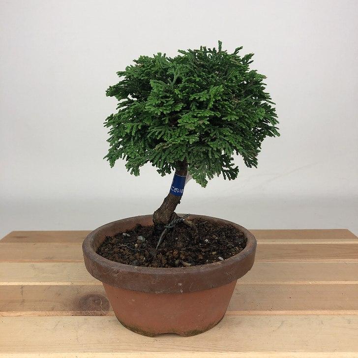 盆栽 桧 津山桧 樹高 約13cm つやまひのき Chamaecyparis obtusa