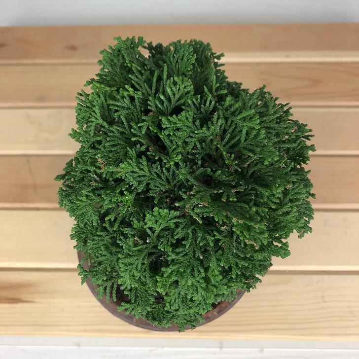 盆栽 桧 津山桧 樹高 約13cm つやまひのき Chamaecyparis obtusa