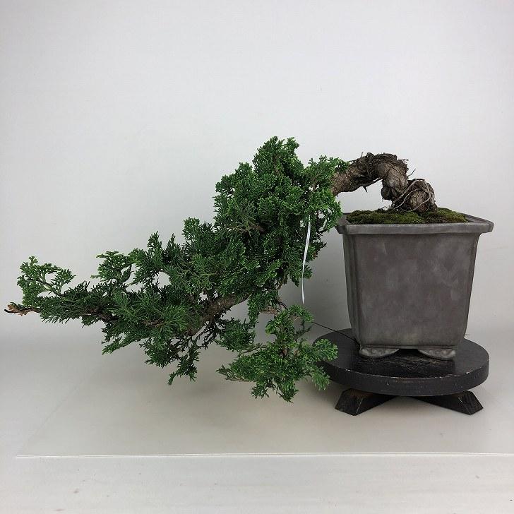 盆栽 桧 津山桧 樹高 上下 約28cm つやまひのき Chamaecyparis obtusa