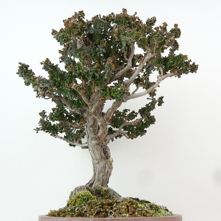 盆栽 桧 石化桧 樹高 25cm せっかひのき Chamaecyparis obtusa