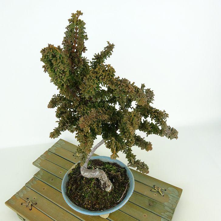 石化ヒノキ　石化檜　双幹　盆栽 hq720.jpg?sqp=-