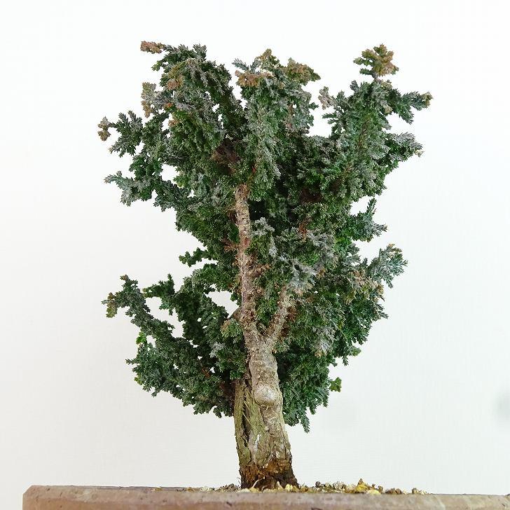 ★特選逸品★高級☆天然植物香料100％【希少な『ヒノキ』使用☆台湾桧木淡香】❤️ 盆栽 桧 石化桧 樹高 約18cm せっかひのき Chamaecyparis obtusa