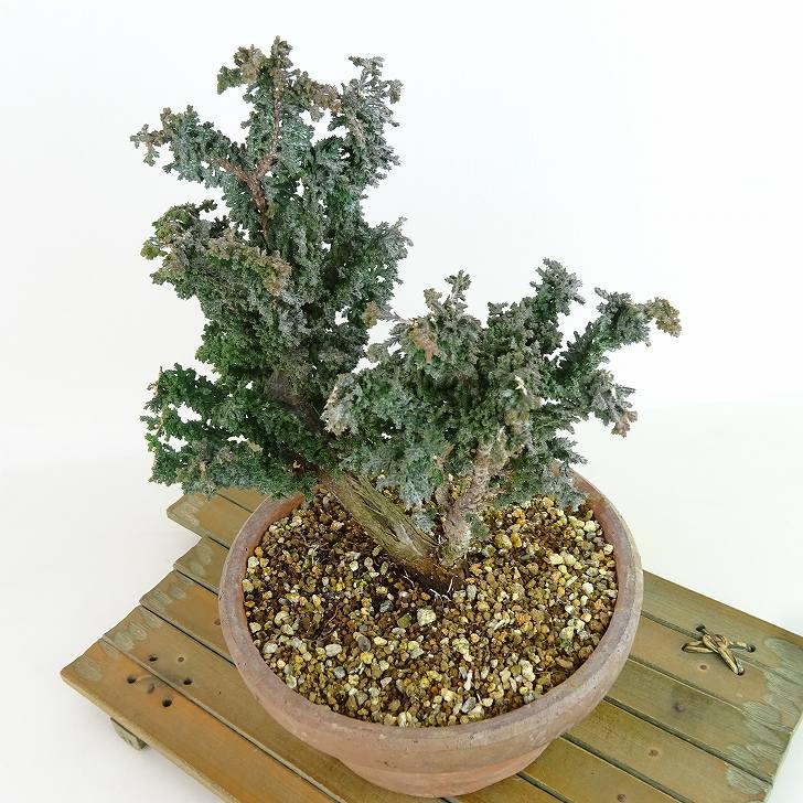盆栽 桧 石化桧 樹高 約18cm せっかひのき Chamaecyparis obtusa