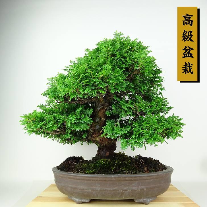 盆栽 桧 連山桧 樹高 約35cm ひのき 高級盆栽 Chamaecyparis obtuse
