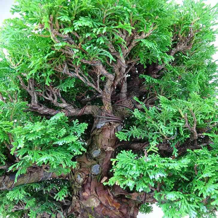 盆栽 桧 連山桧 樹高 約35cm ひのき 高級盆栽 Chamaecyparis obtuse