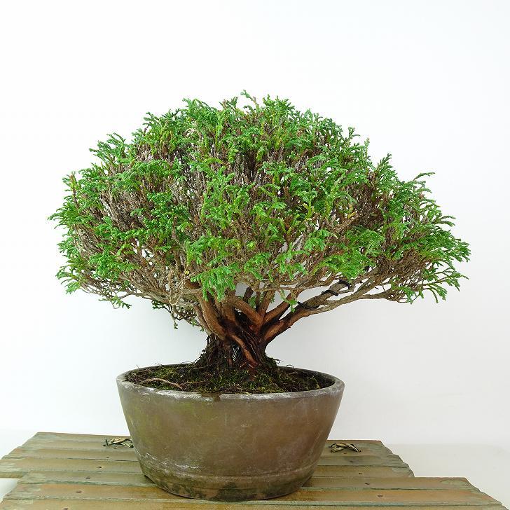 盆栽 檜葉 樹高 約19cm ひば Thujopsis dolabrata ヒバ ヒノキ科 