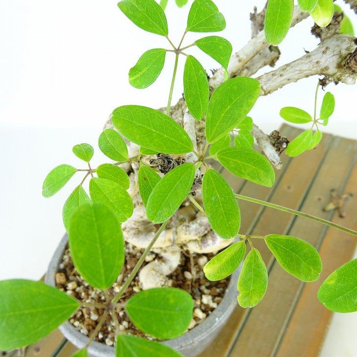 独特な樹姿〈五枚葉あけび〉☆8/3までの出品 楽天市場】盆栽 木通 樹高 約19cm あけび Akebia quinata アケビ