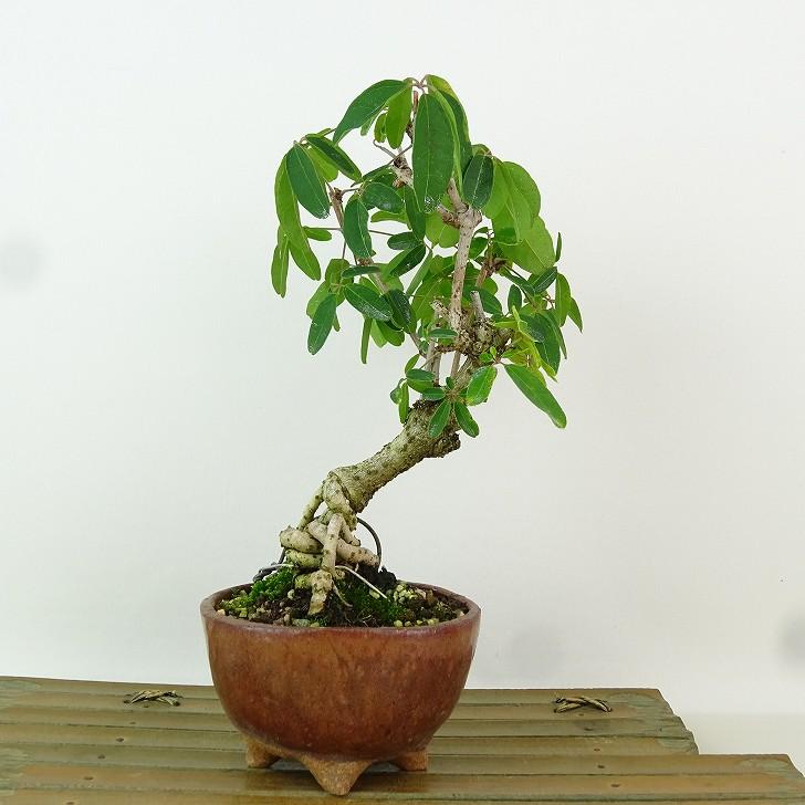 個性的な盆栽〈三枚葉あけび〉 盆栽 木通 樹高 約19cm あけび Akebia quinata アケビ つる性 アケビ科