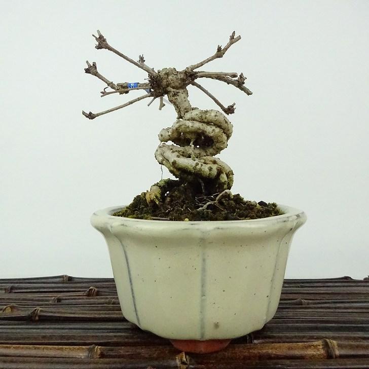 盆栽 木通 樹高 約12cm あけび Akebia quinata アケビ 根上り 盆栽 木通 樹高 約12cm あけび Akebia quinata アケビ 根上り