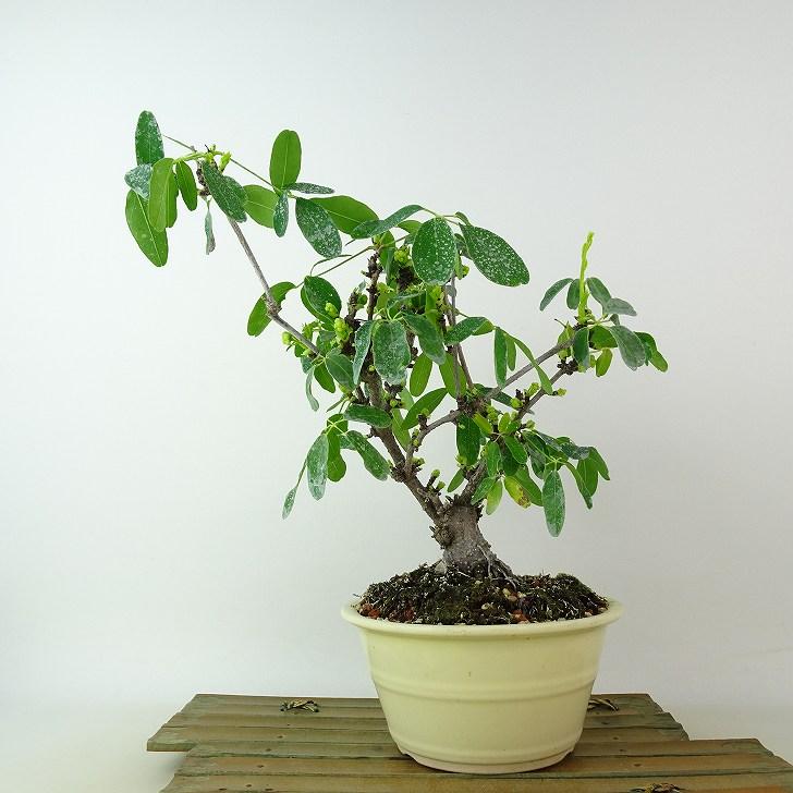 小品盆栽 アケビ 木通 懸崖風 小品盆栽 アケビ 木通 懸崖風 小品盆栽