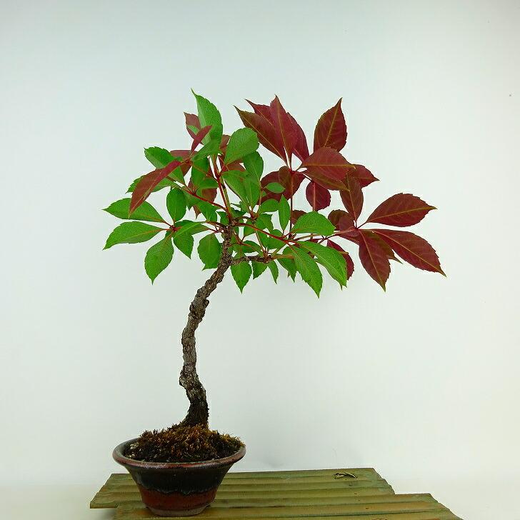 盆栽鉢 054 （中古】盆栽鉢 鞍馬石 大型 高さ 約 42cm くらまいし 