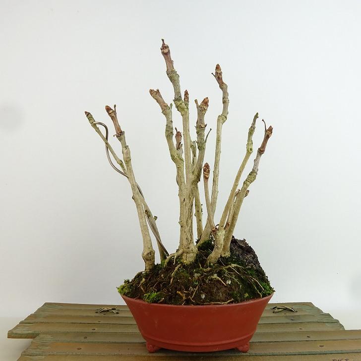 盆栽 銀杏 樹高 約20cm いちょう Ginkgo biloba イチョウ 紅葉 盆栽 銀杏 樹高 約20cm いちょう Ginkgo biloba イチョウ 紅葉