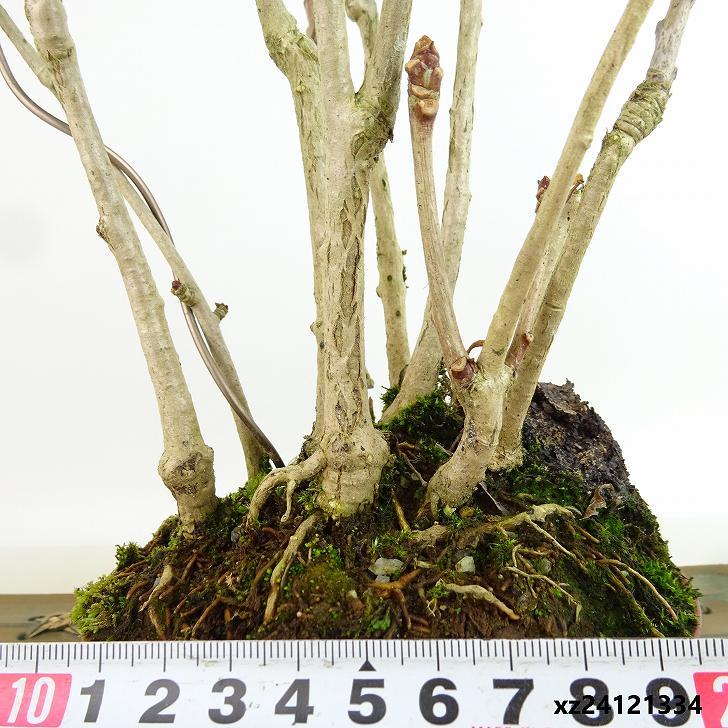 盆栽 銀杏 樹高 約20cm いちょう Ginkgo biloba イチョウ 紅葉 盆栽 銀杏 樹高 約20cm いちょう Ginkgo biloba イチョウ 紅葉