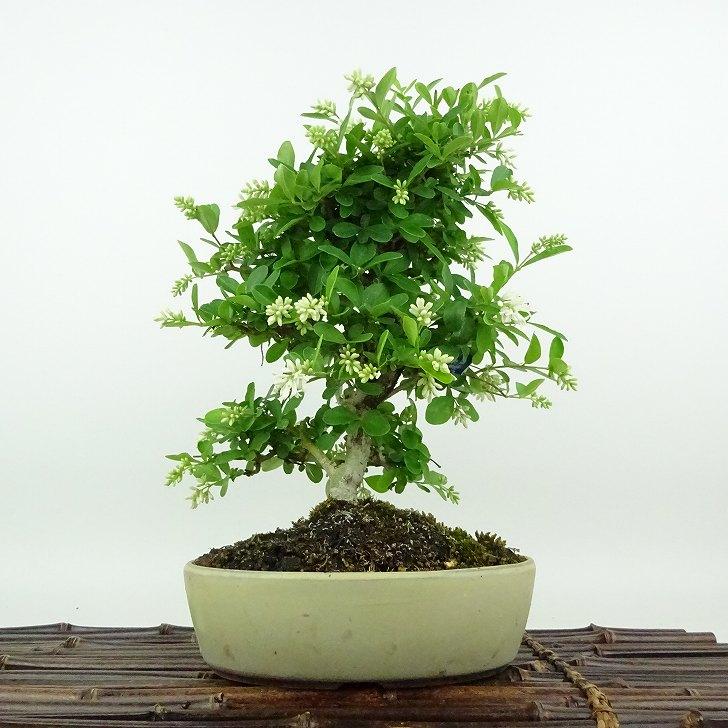 ✨✨✨オキナワイボタ【涼盆栽◎美肌】検/イボタ/美株品/水蝋樹 盆栽 水蝋樹 樹高 約24cm いぼたのき Ligustrum obtusifolium