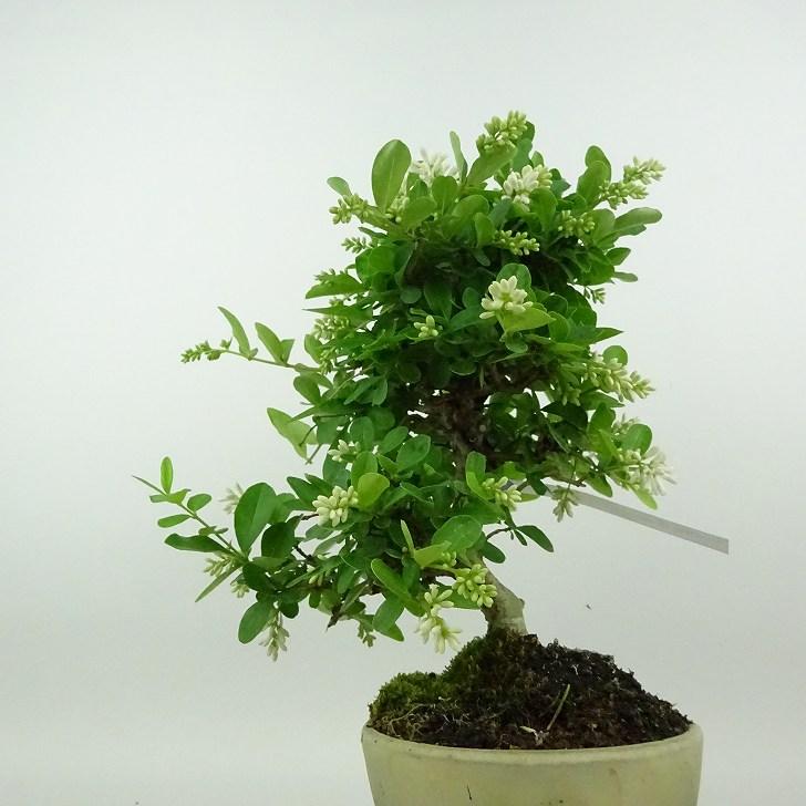 盆栽 水蝋樹 樹高 約24cm いぼたのき Ligustrum obtusifolium