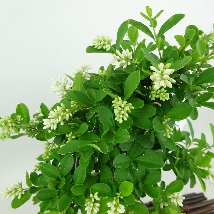 盆栽 水蝋樹 樹高 約24cm いぼたのき Ligustrum obtusifolium