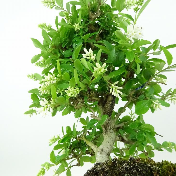 ✨✨✨オキナワイボタ【涼盆栽◎美肌】検/イボタ/美株品/水蝋樹 盆栽 水蝋樹 樹高 約24cm いぼたのき Ligustrum obtusifolium