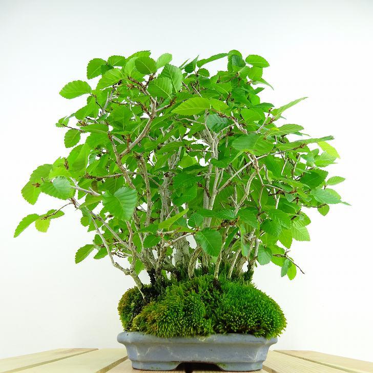 盆栽 岩四手 樹高 約24cm いわしで Carpinus turczaninovii 盆栽 岩四手 樹高 約24cm いわしで Carpinus turczaninovii