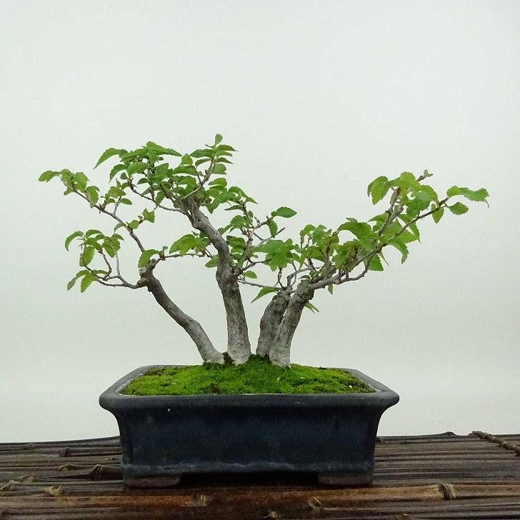 盆栽 岩四手 樹高 約15cm いわしで Carpinus turczaninovii イワシデ