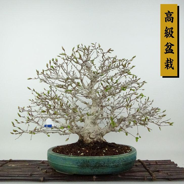 盆栽 岩四手 樹高 約31cm いわしで 高級盆栽 Carpinus turczaninovii