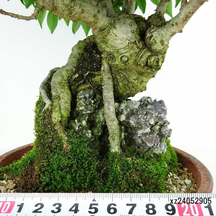 盆栽 梅擬 樹高 約48cm うめもどき Ilex serrata ウメモドキ 石 盆栽 梅擬 樹高 約48cm うめもどき Ilex serrata ウメモドキ 石