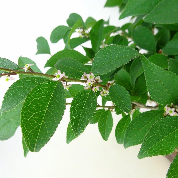盆栽 梅擬 樹高 約48cm うめもどき Ilex serrata ウメモドキ 石 盆栽 梅擬 樹高 約48cm うめもどき Ilex serrata ウメモドキ 石
