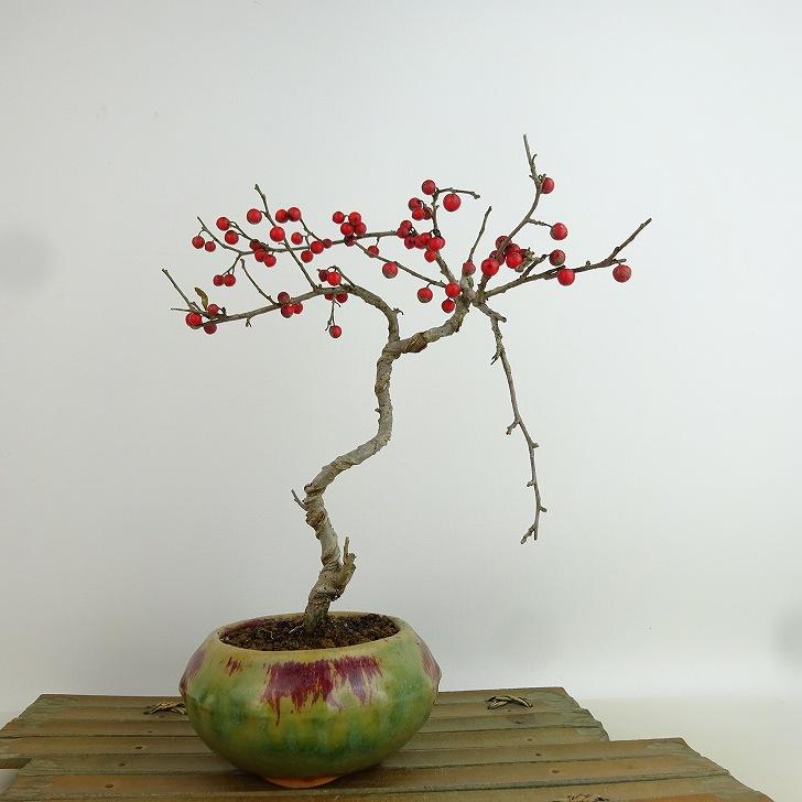 盆栽 梅擬 樹高 約21cm うめもどき Ilex serrata ウメモドキ 実物