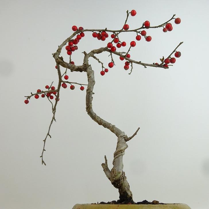 盆栽 梅擬 樹高 約21cm うめもどき Ilex serrata ウメモドキ 実物