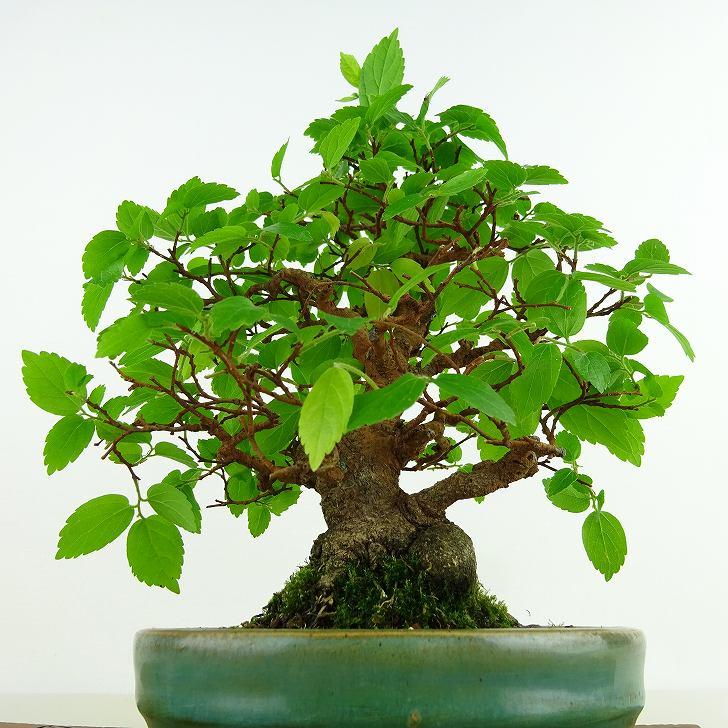 えのき 盆栽 榎 樹高 約20cm えのき Celtis sinensis エノキ アサ科