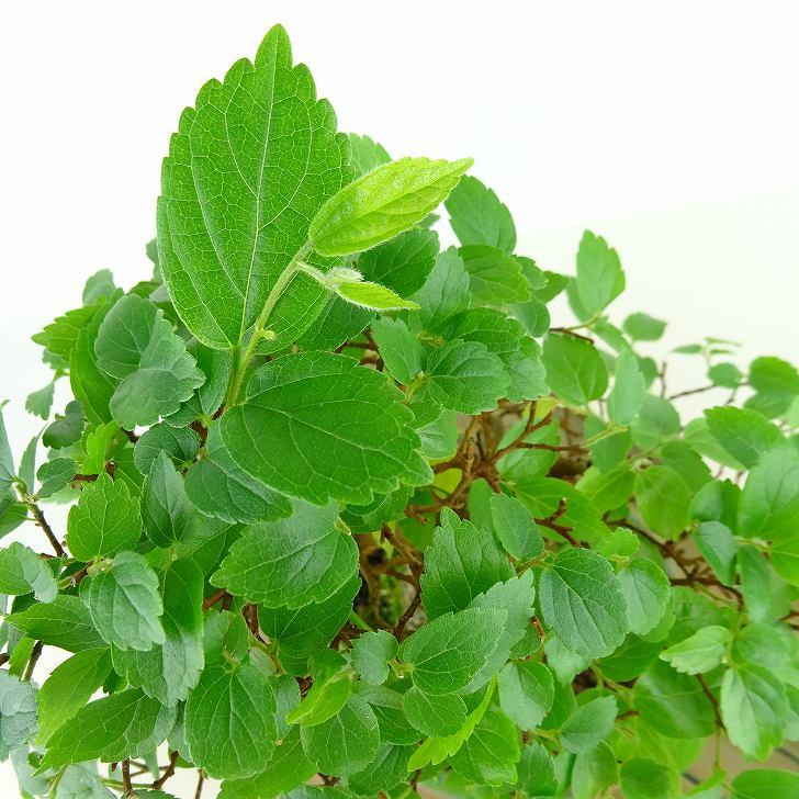 盆栽 榎 樹高 約20cm えのき Celtis sinensis エノキ アサ科