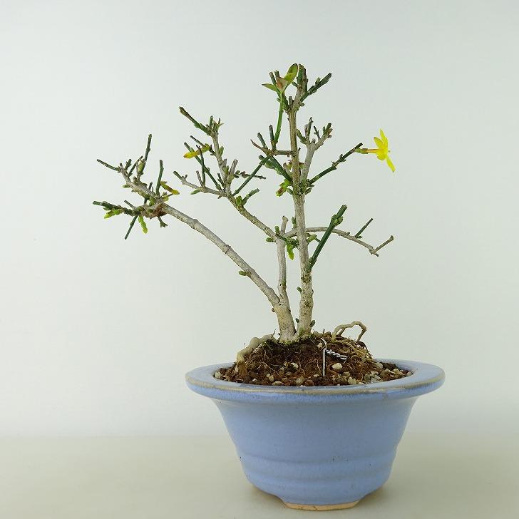 盆栽 黄梅 樹高 約14cm おうばい Jasminum nudiflorum オウバイ 盆栽 黄梅 樹高 約14cm おうばい Jasminum nudiflorum オウバイ