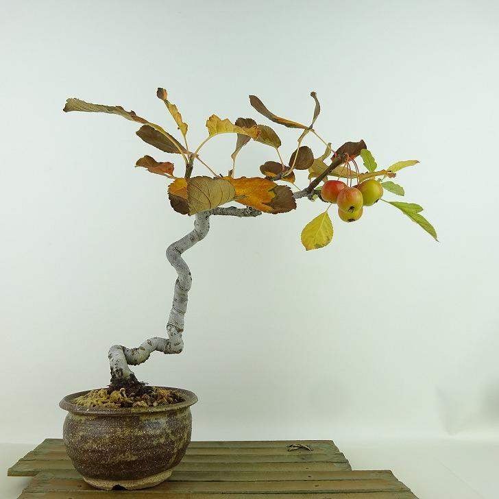 盆栽 海棠 樹高 約22cm かいどう Malus micromalus カイドウ 大実 バラ