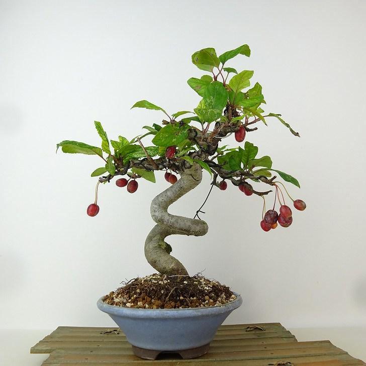 紅深山カイドウ、高さ約40cm。 盆栽 深山 海棠 樹高 約25cm かいどう Malus micromalus カイドウ 花
