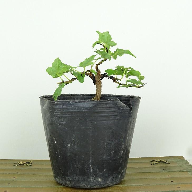 樹高7.5㎝ 宮様カエデ ミニ 小品 盆栽 真柏 黒松 五葉松 楓 紅葉