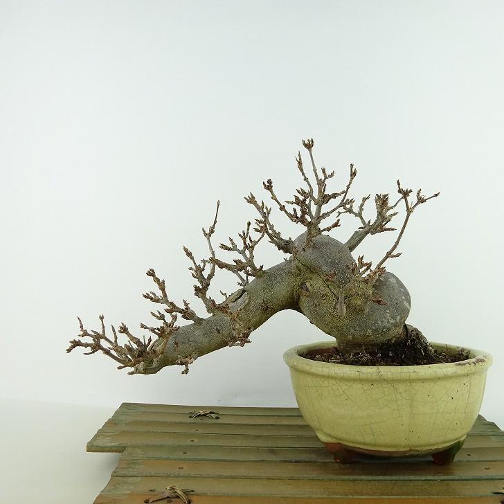 白木盆栽園　野梅　小品盆栽　樹高12センチ　楓カエデ紅葉モミジ欅ケヤキミニ盆栽 盆栽 楓 樹高 上下 約16cm かえで Acer カエデ 紅葉 カエデ科 落葉樹