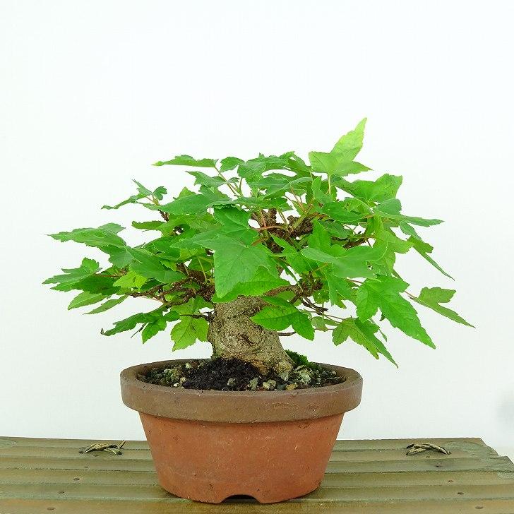 盆栽 楓 かえで Acer カエデ 紅葉 カエデ科 落葉樹 観賞用 小品 現品