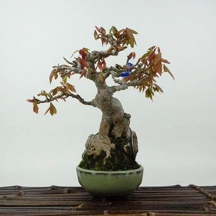 盆栽　楓　樹高30cm 盆栽 楓 樹高30cm 盆栽 楓 樹高30cm