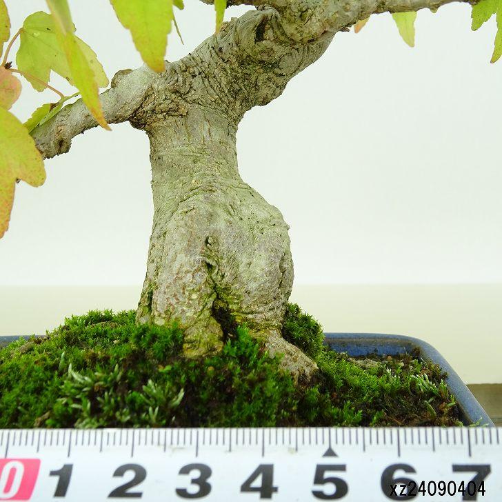 盆栽 楓 樹高 約17cm かえで Acer カエデ 紅葉 カエデ科 落葉樹 観賞用 小品 現品_4